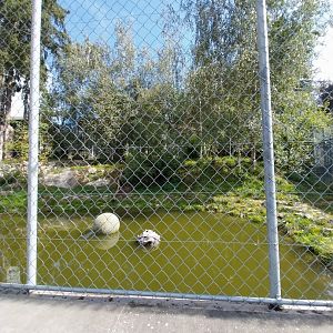 Siberian tiger enclosure
