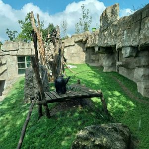 Chimpansee enclosure 1