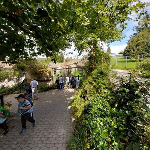 Chimpansee enclosure 1