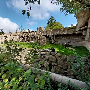 Chimpansee enclosure 1