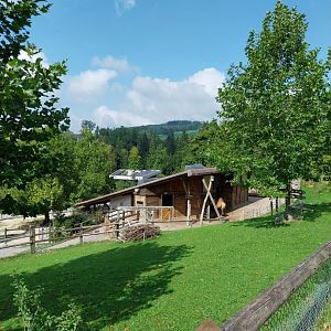 Bactrian camel enclosure