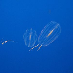 California sea gooseberries