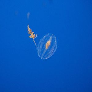 California sea gooseberry (Hormiphora californensis)