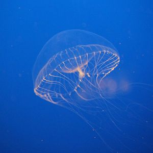 American crystal jelly (Aequorea vitrina)