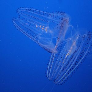California spotted comb jellies