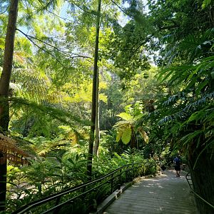 View in fern canyon