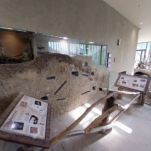 Savannenhaus -Naked mole rat