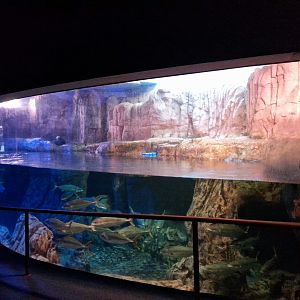 Sea otter enclosure