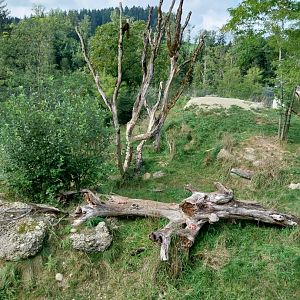 Barbary lion enclosure