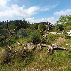 Barbary lion enclosure
