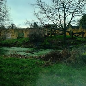 Sumatran Tiger enclosure