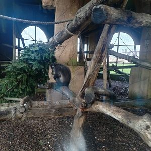 Sooty Mangabey enclosure