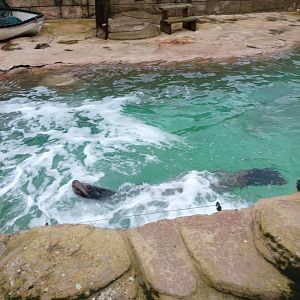 California Sea Lion in its smaller pool