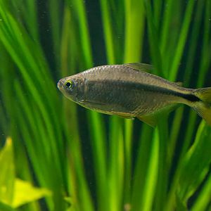 Fish ID - Zoo Plzeň