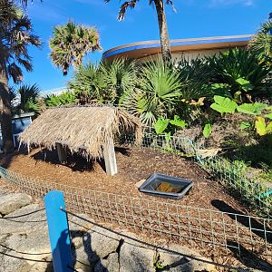 Marineland Dolphin Adventure - Red-footed Tortoise enclosure