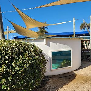 Marineland Dolphin Adventure - Sea Turtle tank