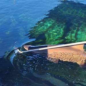 Marineland Dolphin Adventure - Shark feeding