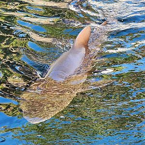 Marineland Dolphin Adventure - Sandtiger Shark