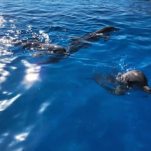 Marineland Dolphin Adventure - Bottlenose Dolphins