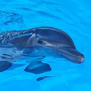 Marineland Dolphin Adventure - Bottlenose Dolphin