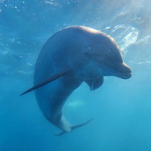 Marineland Dolphin Adventure - Bottlenose Dolphin underwater