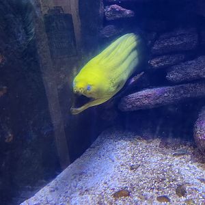 Marineland Dolphin Adventure - Green Moray