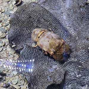 Marineland Dolphin Adventure - Slipper lobster