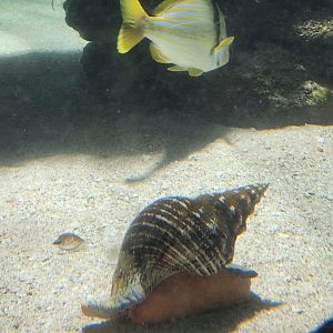 Marineland Dolphin Adventure - Conch