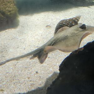Marineland Dolphin Adventure - Stingray