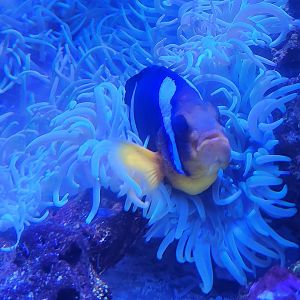 Marineland Dolphin Adventure - Clownfish