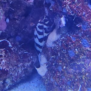 Marineland Dolphin Adventure - Moray of some sort