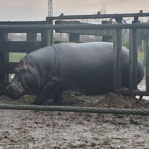 Hippopotamus 3/1/24