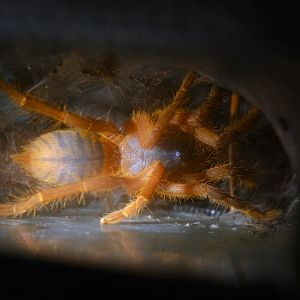 Hon-Sej orange earth tiger tarantula (Ornithoctoninae sp “Hon-Sej”)