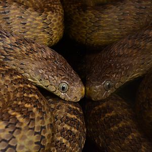 Central African egg-eating snake (Dasypeltis fasciata)