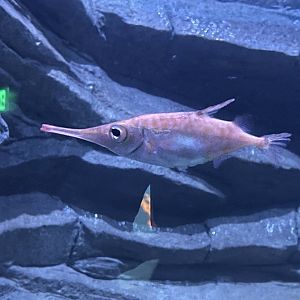 Longspine Snipefish