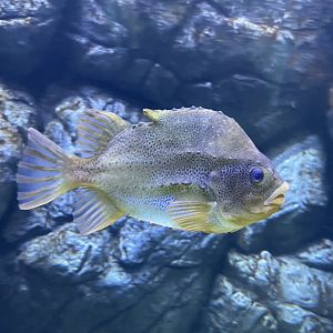 Atlantic Lumpfish