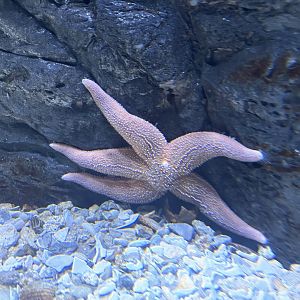 Asterias Sea Star sp.