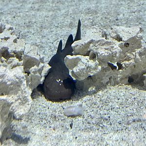 Short-tail Nurse Shark