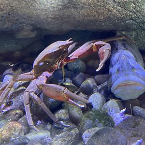 Kelp Crab and Monkeyface Prickleback
