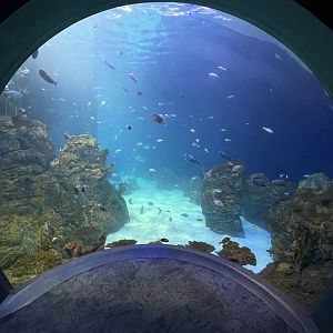 Pacific Reef Tank Bubble View