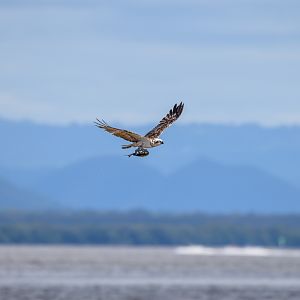 Eastern Osprey with fish
