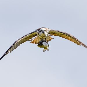 Eastern Osprey with fish