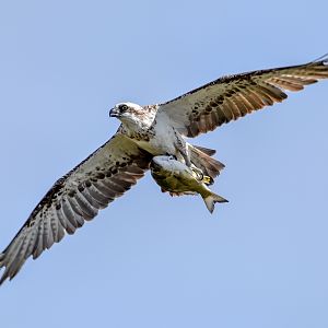 Eastern Osprey with fish