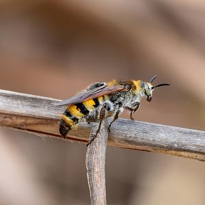 Yellow Hairy Flower Wasp