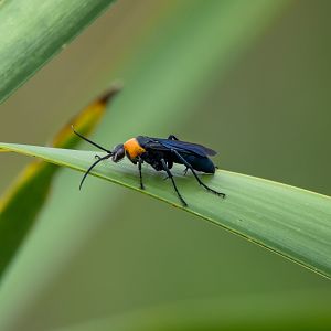 Orange-collared Spider Wasp