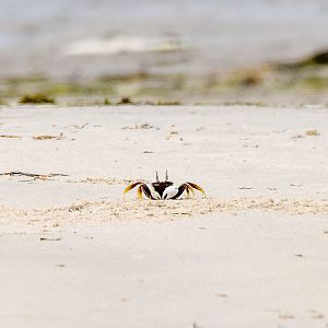Horned Ghost Crab