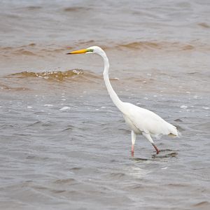 Eastern Great Egret