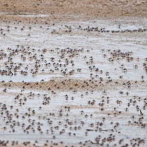 Light-Blue Soldier Crabs