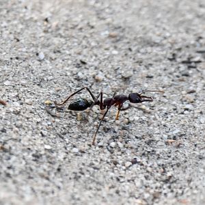 Inchman Ant Myrmecia forficata
