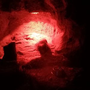 Cape Porcupine Indoor enclosure